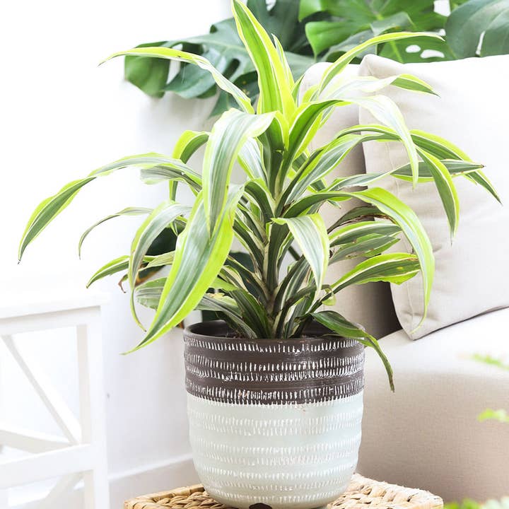 Best Plant Friend - Wholesale Live Plant - Dracaena Lemon Lime - Air Purifying Plant - 4/6 inch Pot