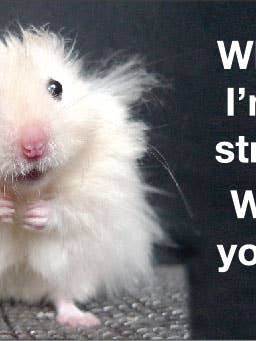 Pegatina: Pues sí, estoy un poco estresado. para venta al por mayor de Ephemera