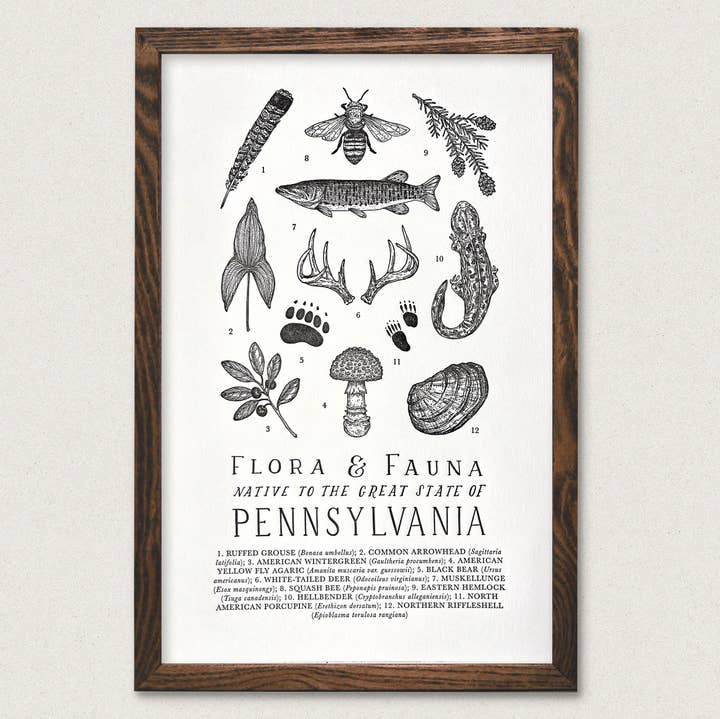 The Wild Wander - Wholesale Art Print - Pennsylvania Field Guide Art Print