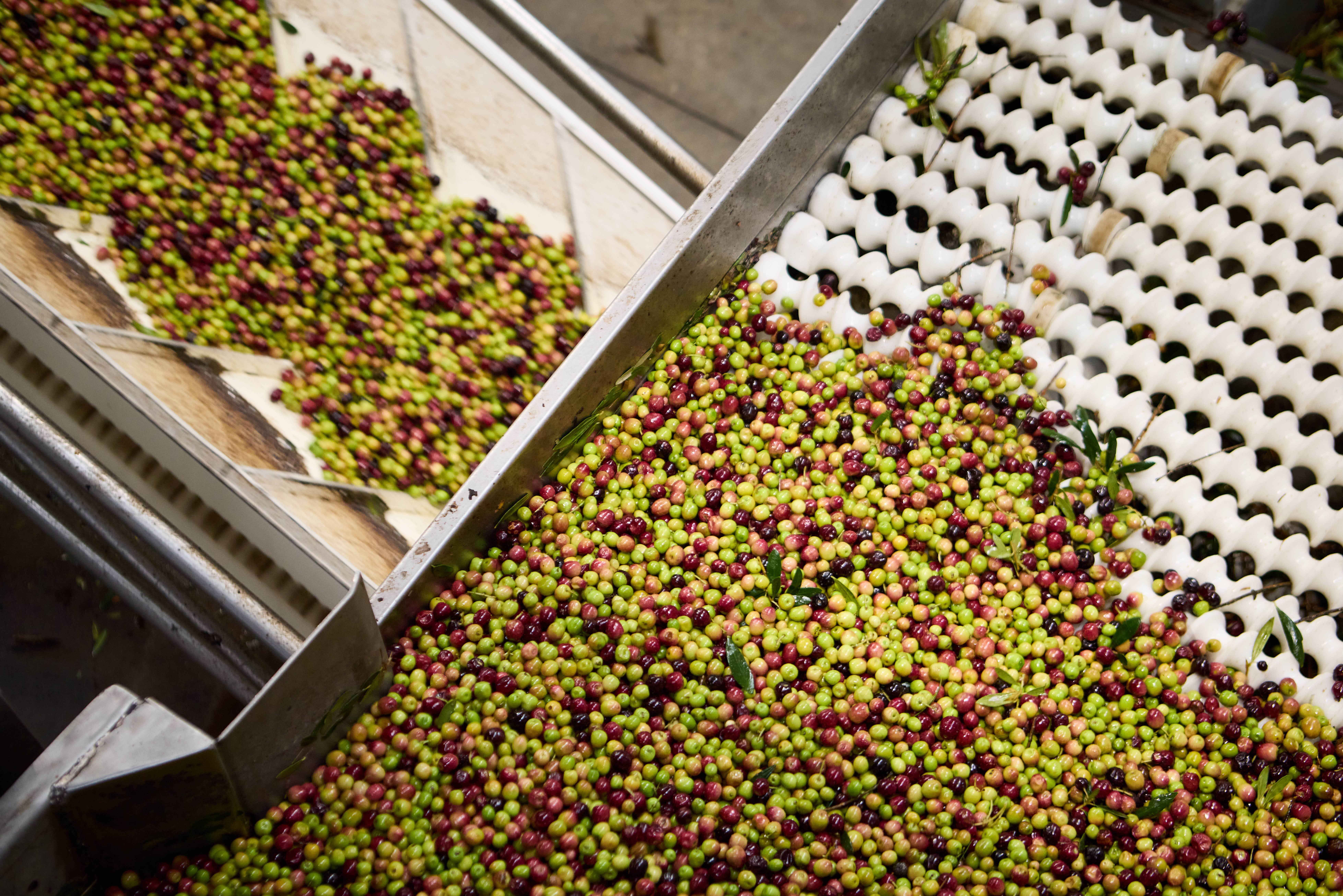 HACIENDA ORTIGOSA - Vendita all'ingrosso Olio d'oliva - Bottiglia da 2 litri di olio extravergine di oliva 100% Arbequina3