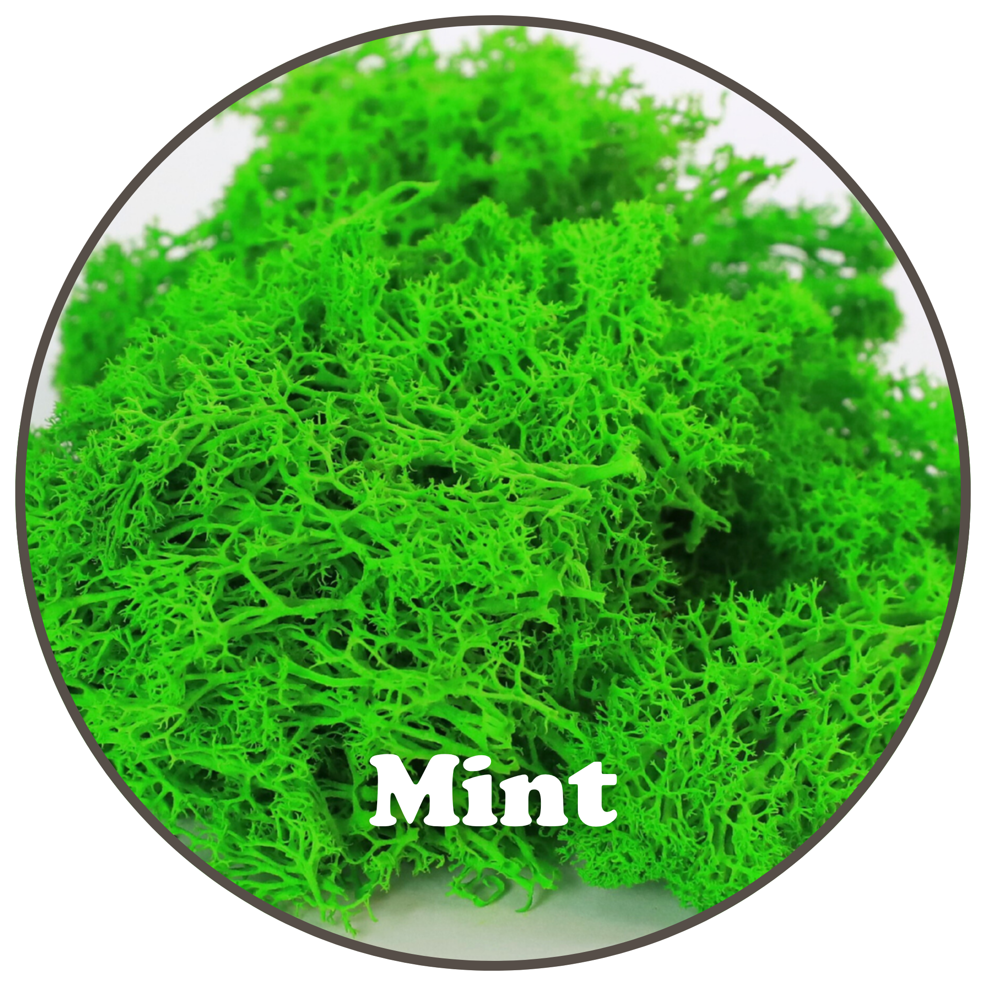 Mossify - Wholesale Planting/Potting Soil - Premium Reindeer Moss (100g & 250g)7