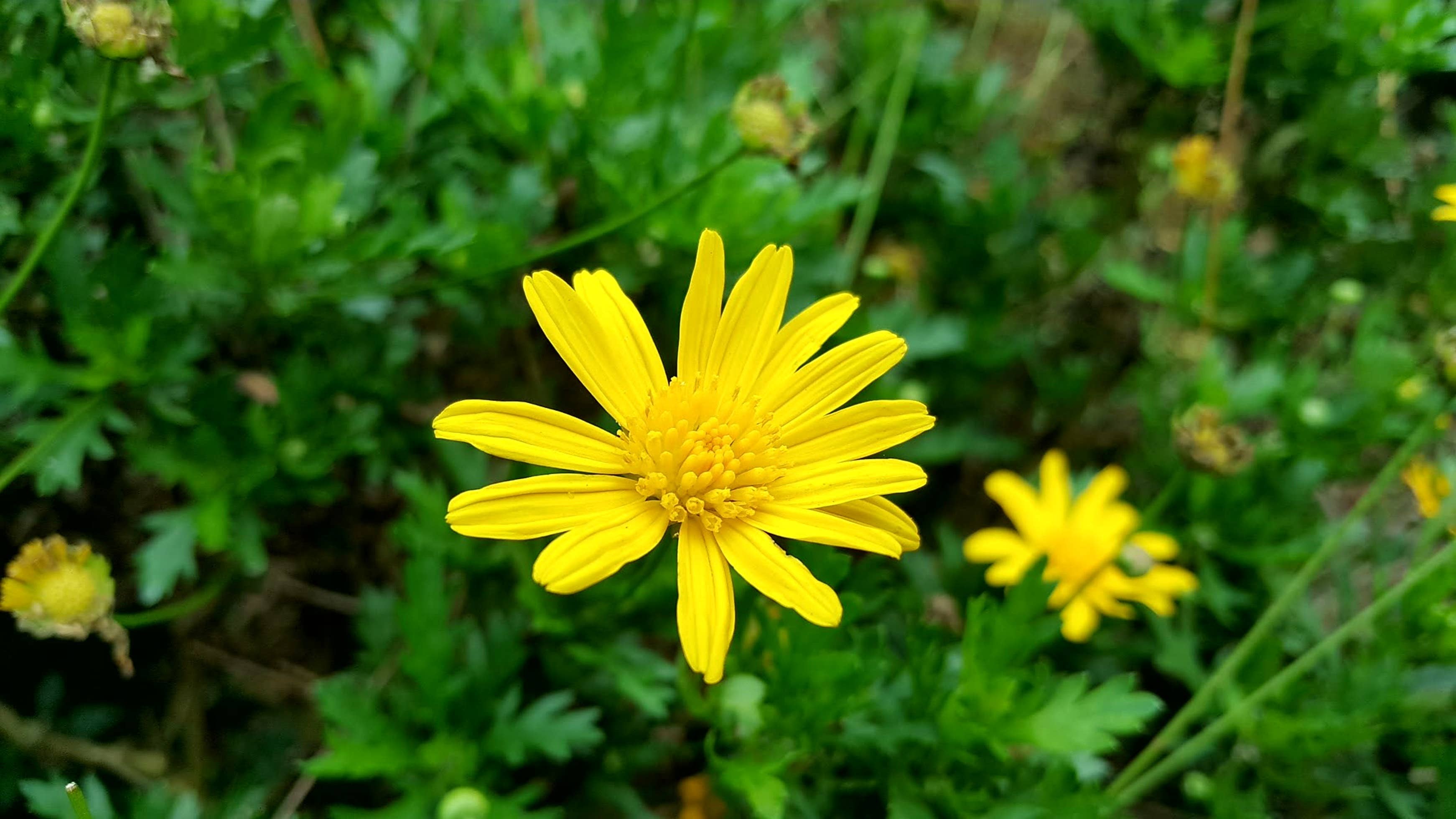 Seedball - Wholesale Plant Seeds - Seedball Wildflower Grab Bags - Annuals Mix3