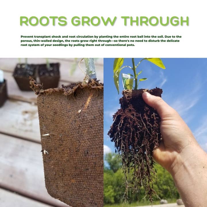 Daniel's Plants - Wholesale Plant Pot - NO DUTIES 4" Naked Pots | Plantable Seed Starter Pots5