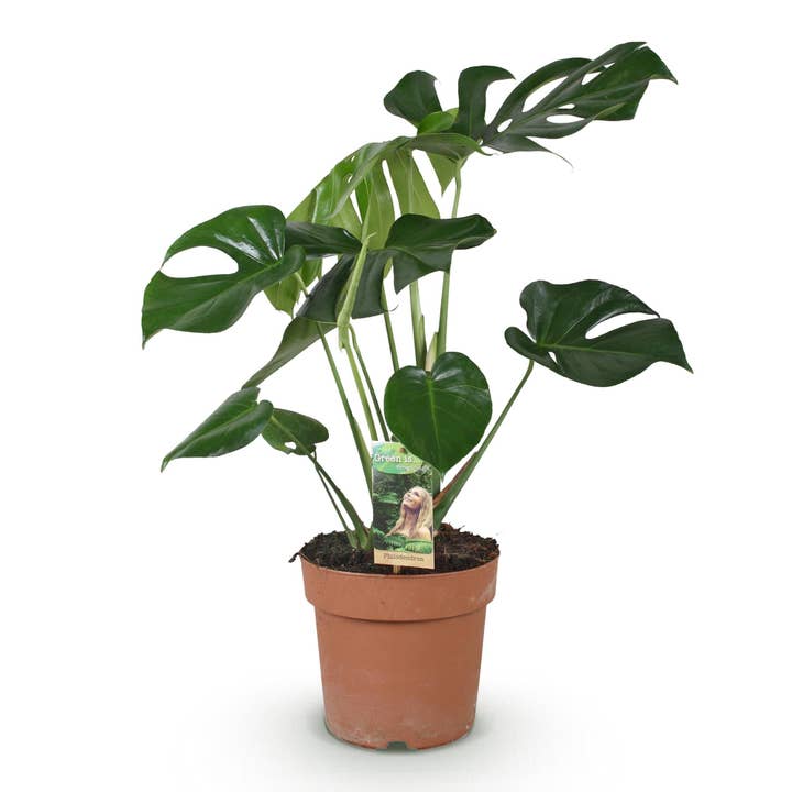 Monstera Deliciosa Fingerfilodendron – Grøn – 21cm – Højde 70–80cm – Nem tropisk stueplante til boligen – Dekorative store blade for engroshandel hos Oasis of Life