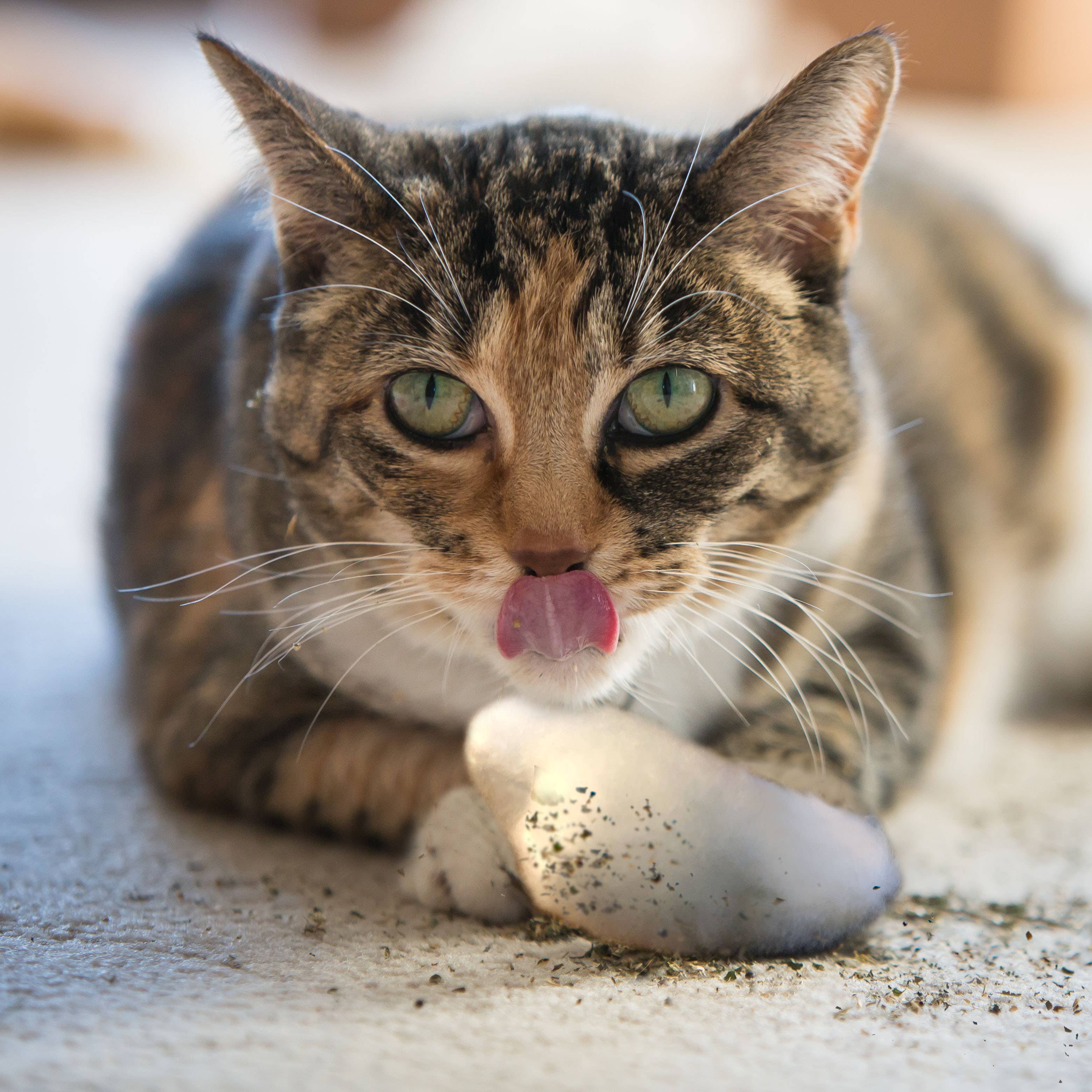 Dezi & Roo - Wholesale Pet Toy - Cat - Cloud Nine Silver Vine - Bucket Refill 5gm sample pot3