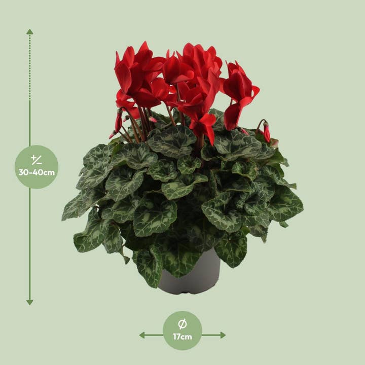 Oasis of Life - Wholesale Live plant - Cyclamen Red – Cyclamen Plant – Ø17cm – ↕40cm – Flowering Houseplant with Decorative Heart-Shaped Leaves – Color Accent for Living Room & Office1