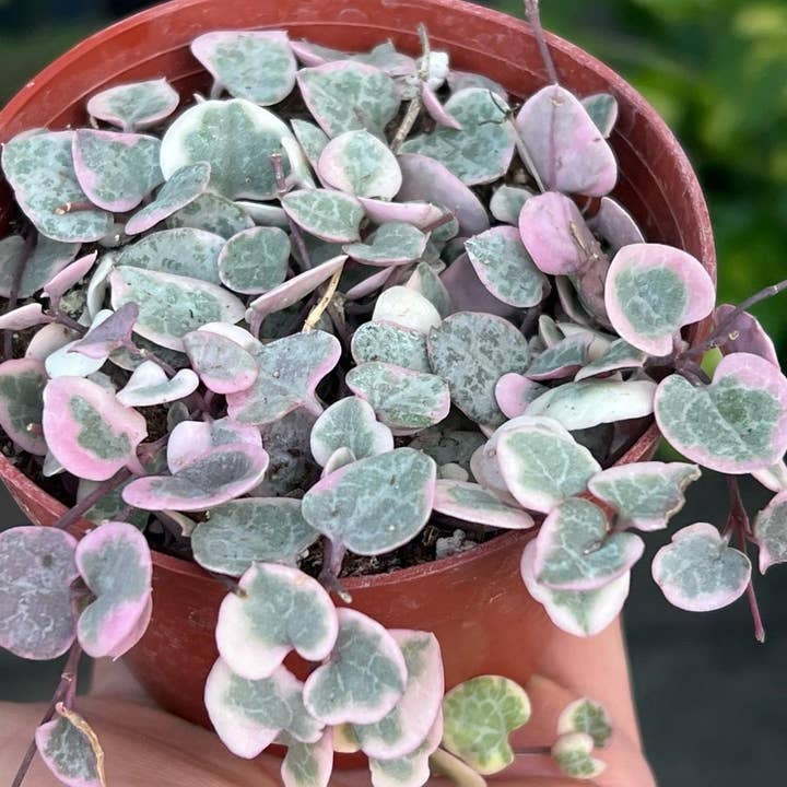 Nanu's Nursery - Wholesale Live Plant - Variegated String of Hearts | Indoor Vining Houseplant | 4"
