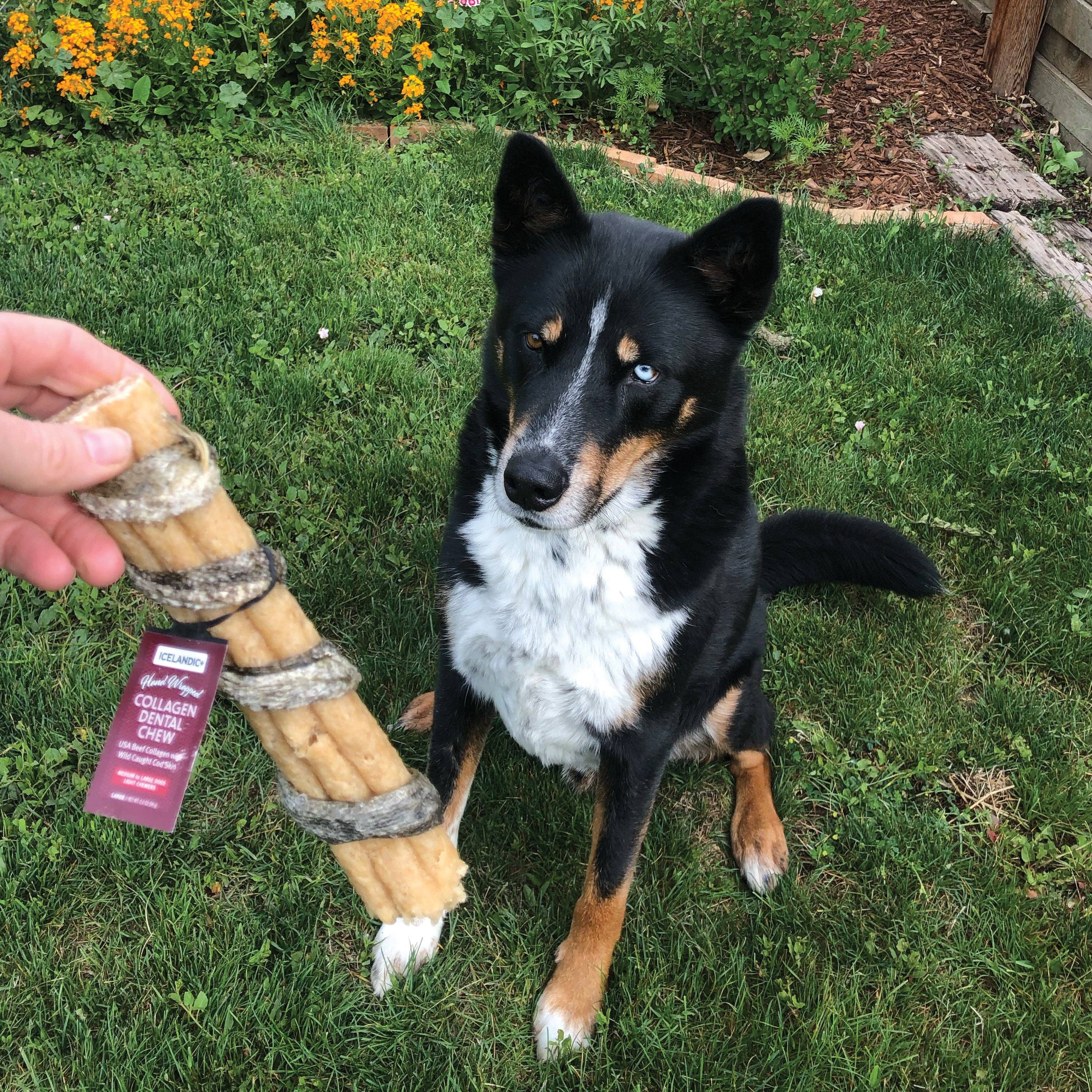 Icelandic+ - Wholesale Pet Treats - Dog - Beef Collagen Dental Chew Wrapped With Cod Skin  4"2