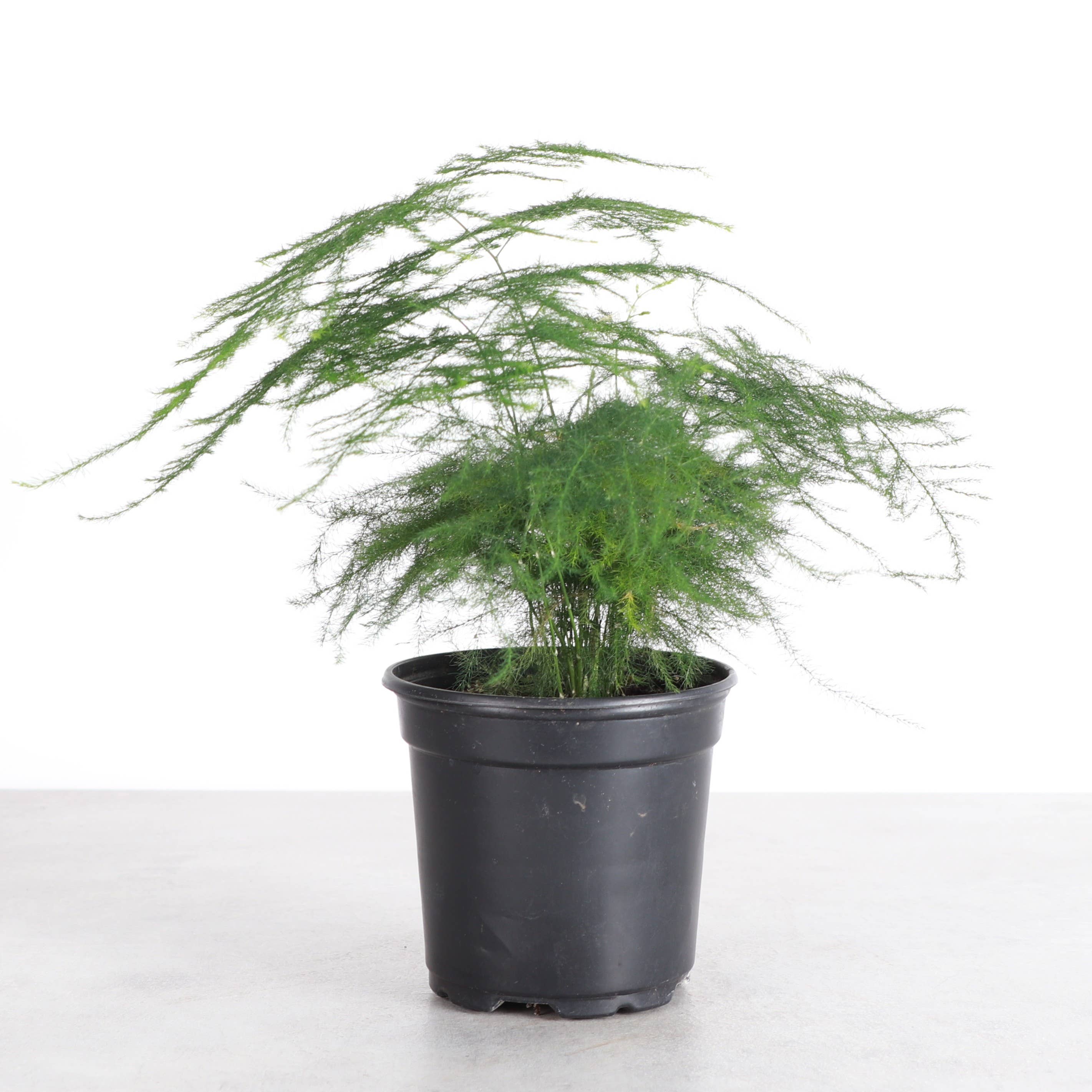 Thorsen's Greenhouse - Wholesale Live Plant - Asparagus Fern - 4" Live Plant0