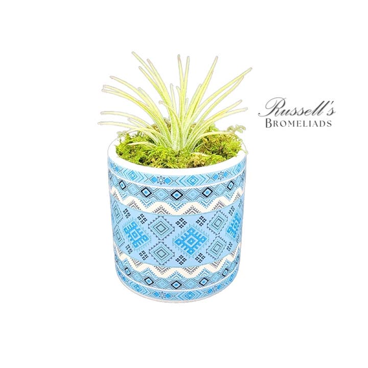 Russell's Bromeliads - Wholesale Live Plant - Rainforest Collection - Full Pack
