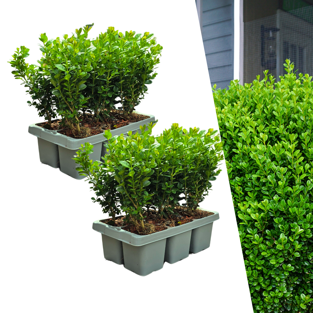 Oasis of Life – wholesale Live plant – Boxwood – Buxus NewGen Freedom – 12 plants – Ø7 cm – approx. 15 cm high – hardy & fungus resistant – ideal for hedges & topiary0