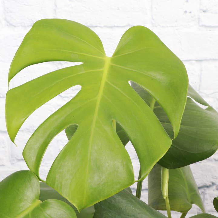 Thorsen's Greenhouse - Wholesale Live Plant - Monstera Deliciosa - Live Plant