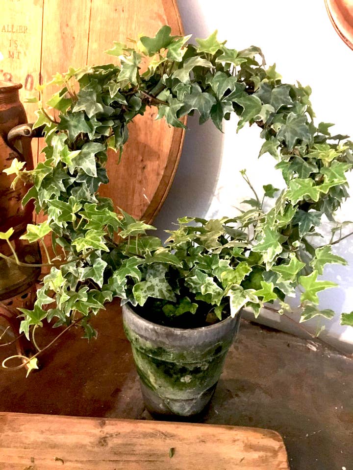 Live Plant-Variegated Ivy Ring for wholesale by Bella Vintage Home Inc
