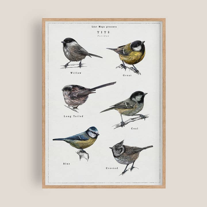 British Tits/Garden Bird Artwork for wholesale by Lást Maps