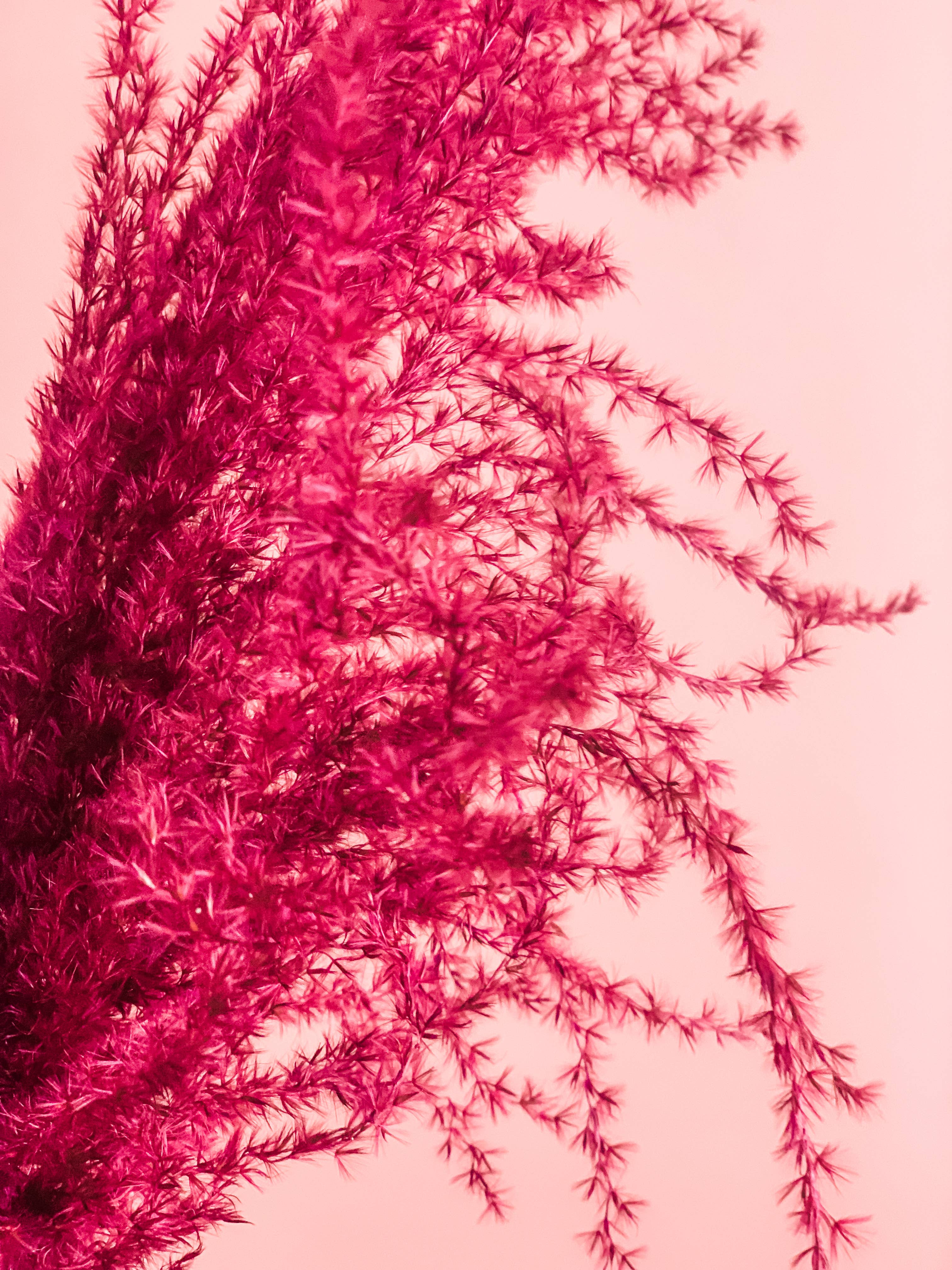 Fleurs Flowers - Wholesale Dried/Pressed Flowers - Miscanthus Grass10