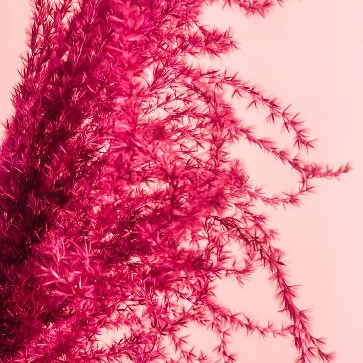 Fleurs Flowers - Wholesale Dried/Pressed Flowers - Miscanthus Grass10