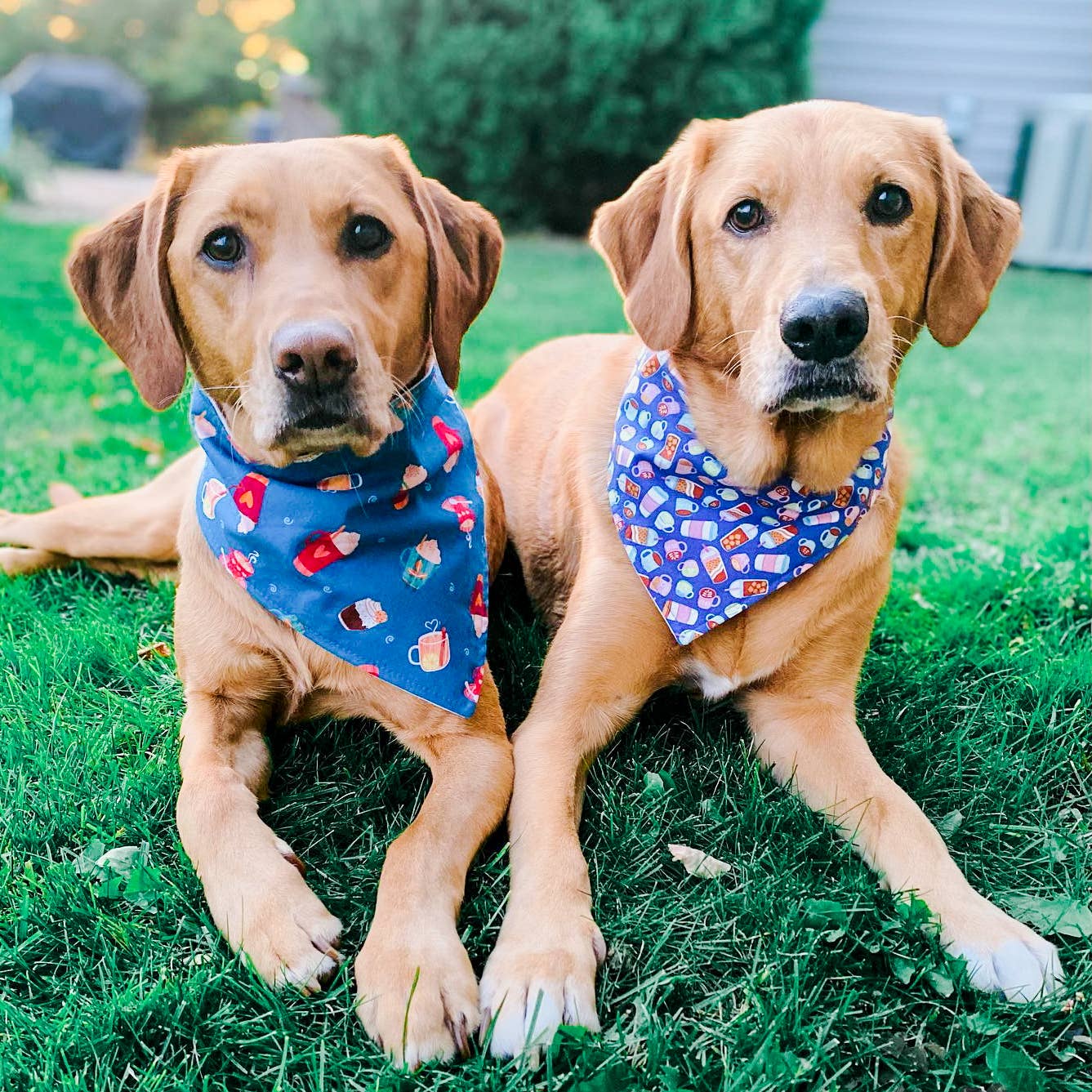 BibbyBubby - Wholesale Pet Bandana - Dog - Ketchup & Mustard Dog Bandana, Summer BBQ (Limited Run)9
