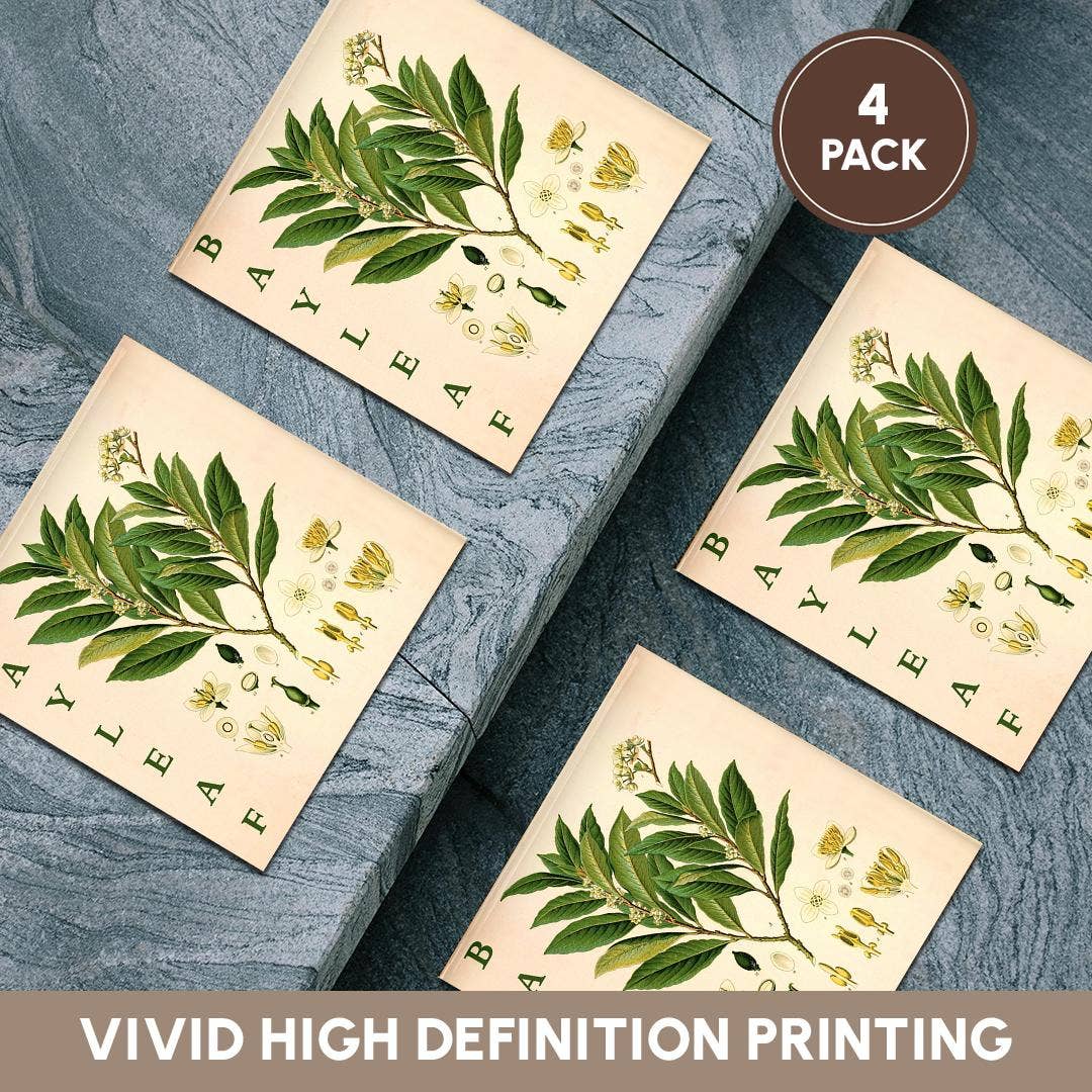 3dRose - Wholesale Coasters - 3dRose, Bay Leaf Kitchen Art - Bay Leaves Tree Herb Plant Print Cooking Gift, Coaster5