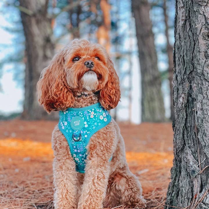 WYLD CUB - Wholesale Pet Harness - Dog - Adjustable Dog Harness: Notting Hill Mint6