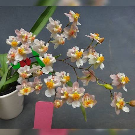 Oncidium Tsiku Marguerite 2.5" Fragrant | Rare Houseplant for wholesale by OrchidBox