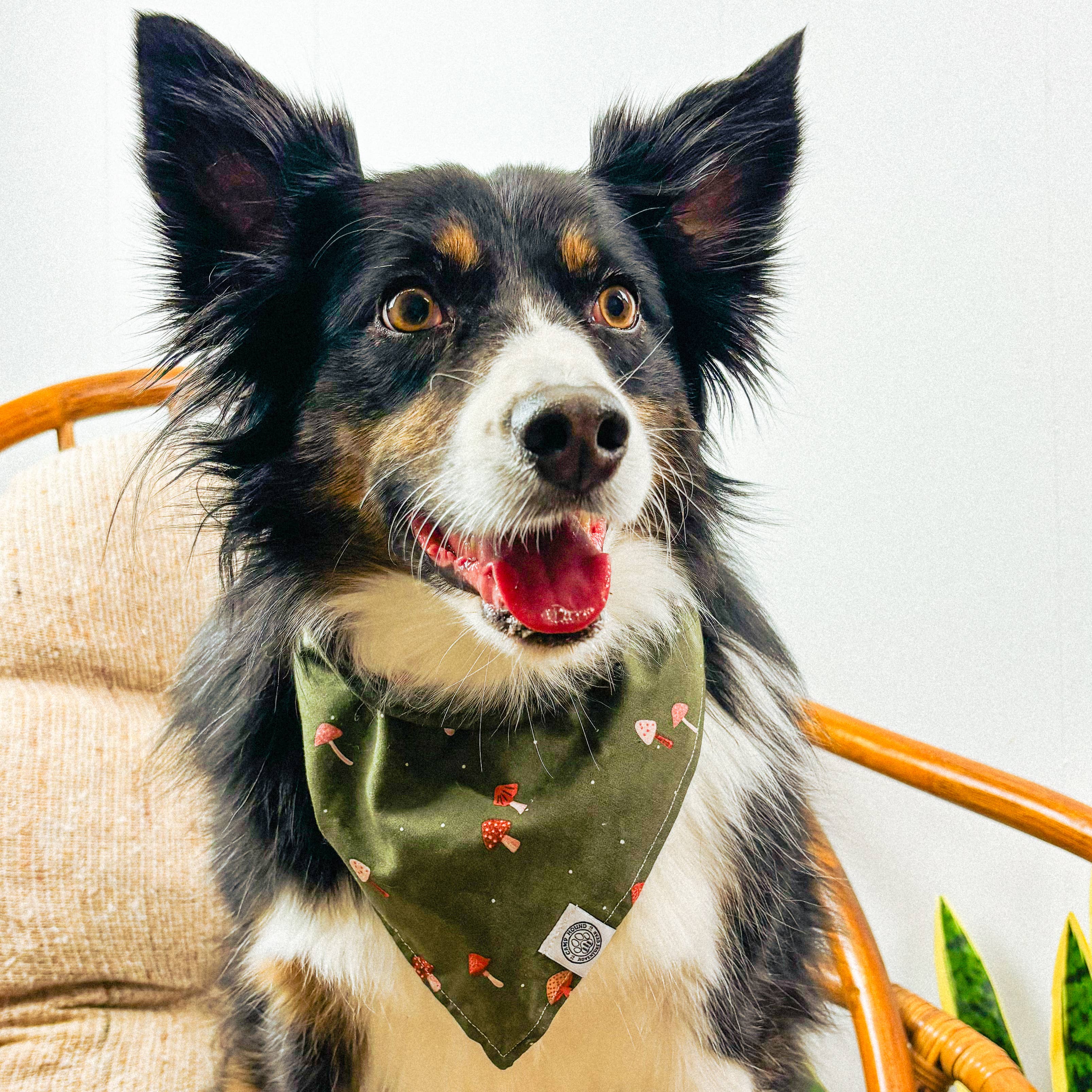 Green Maggie Dog Bandana | Minimal Mushroom Cottagecore Pet Scarf for wholesale on Faire1