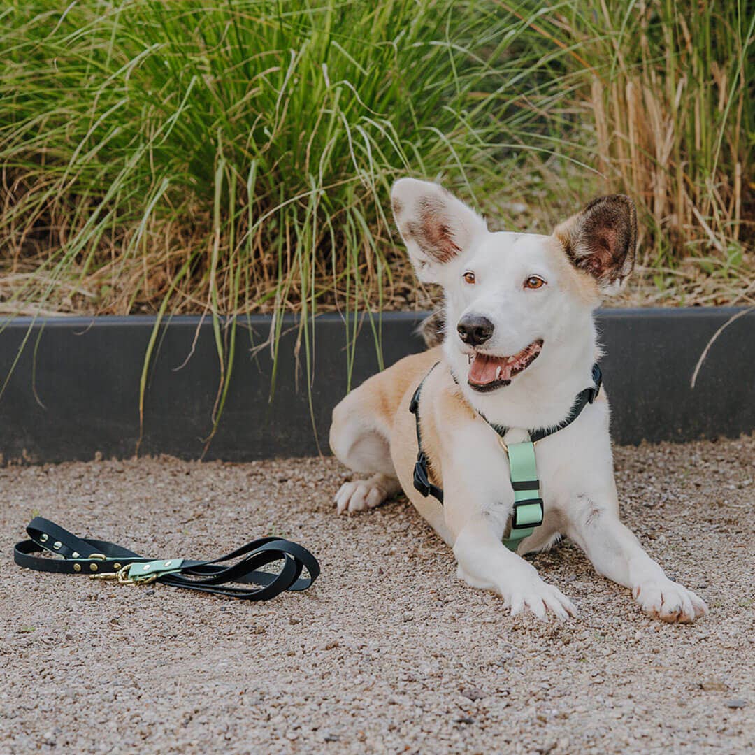 Hey Lana – trela - Cão por atacado – Coleira para exterior ajustável em 3 posições - 230 cm17