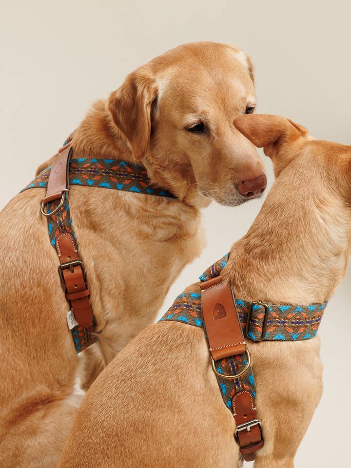 Nieuwe verstelbare hondenharnas Etna groen voor wholesale door Buddys dogwear