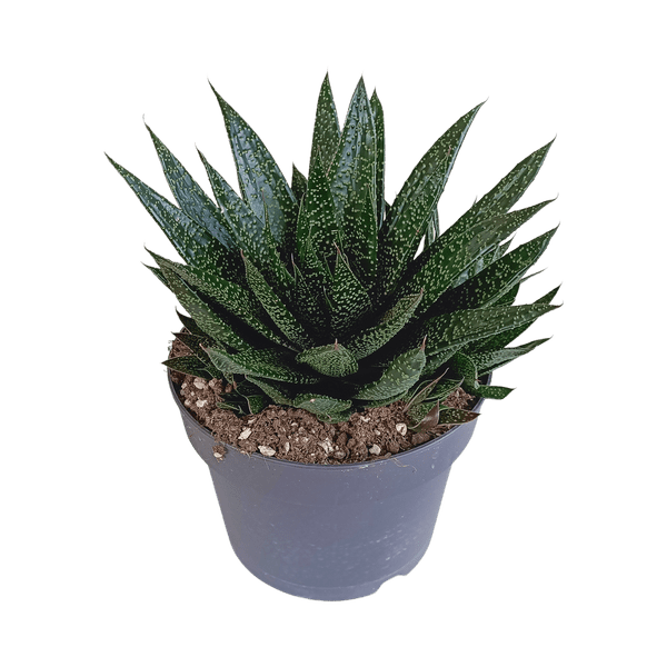Oasis of Life - Wholesale Succulent - Gasteria d Due – Succulent Houseplant – Dark Green Spotted Leaves – Height approx. 17cm – Easy to Care for & Decorative – Direct from the Grower0