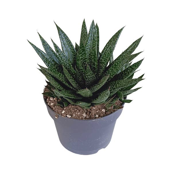 Oasis of Life - Wholesale Succulent - Gasteria d Due – Succulent Houseplant – Dark Green Spotted Leaves – Height approx. 17cm – Easy to Care for & Decorative – Direct from the Grower