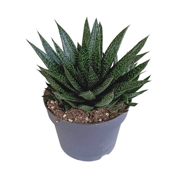 Oasis of Life - Wholesale Succulent - Gasteria d Due – Succulent Houseplant – Dark Green Spotted Leaves – Height approx. 17cm – Easy to Care for & Decorative – Direct from the Grower0