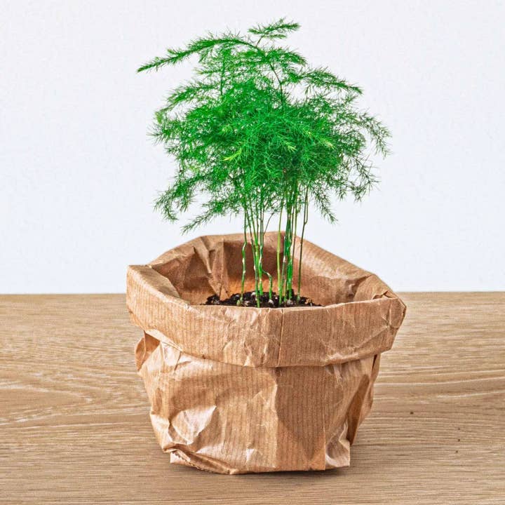 Trendhero.nl/b2b - Wholesale Live Plant - Asparagus - Potsize 6 cm - 15-20 cm high4