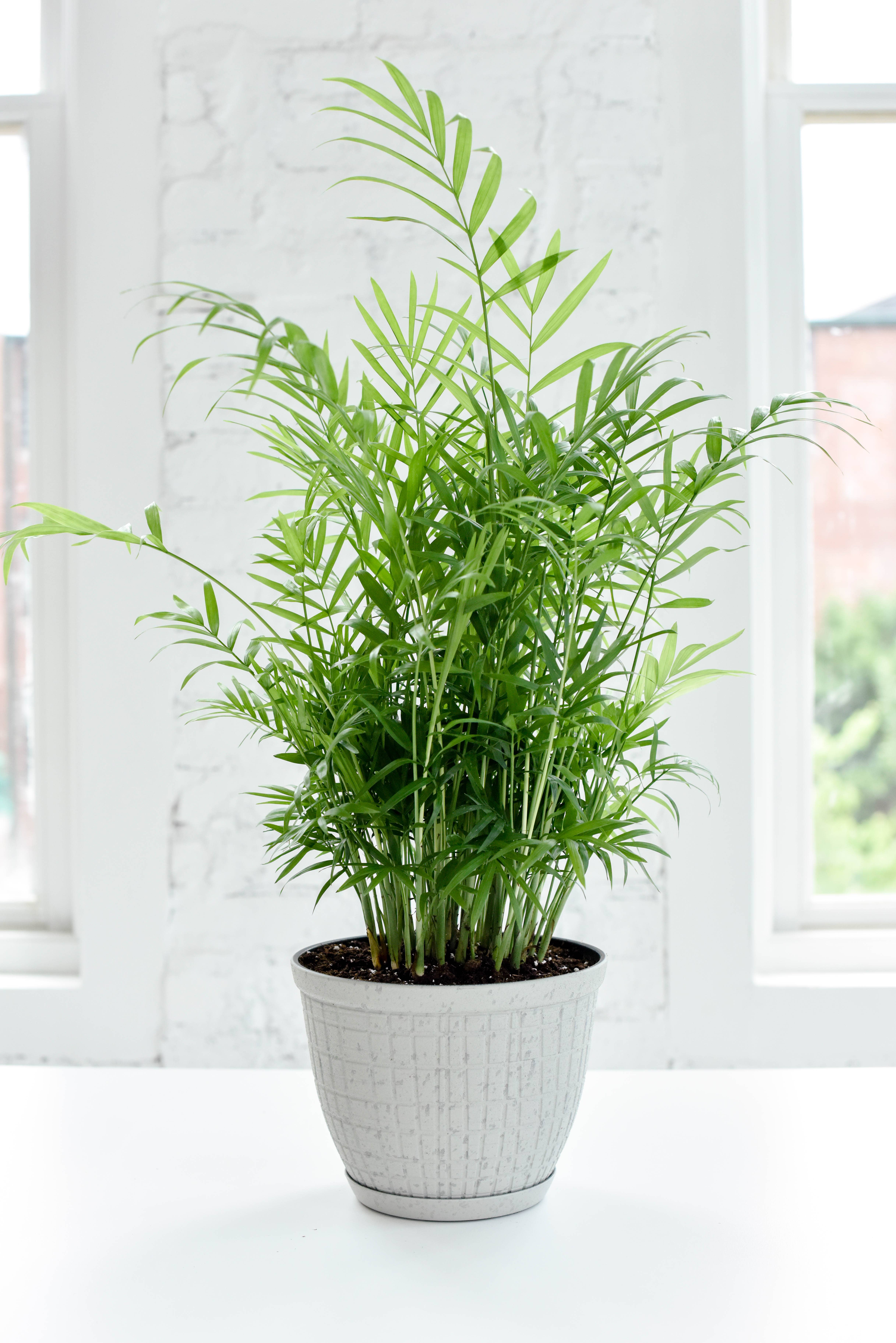 Thorsen's Greenhouse - Vente Pot - Jardinière rustique pour plantes d'intérieur, tailles multiples1