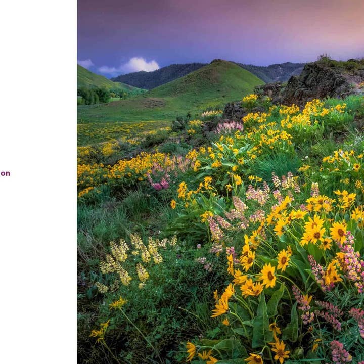 Familius, LLC - Wholesale Nature & Outdoors - Superbloom2