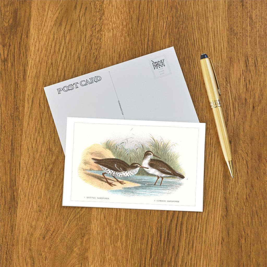 Found Image Press - Wholesale Postcard - Postcard BD-59 Spotted Sandpiper1