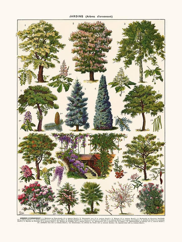 Zierbäume für den Großhandel von Salam Editions