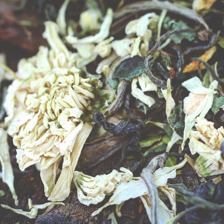 Cicada for engroshandel hos Artemis Tea & Botanical