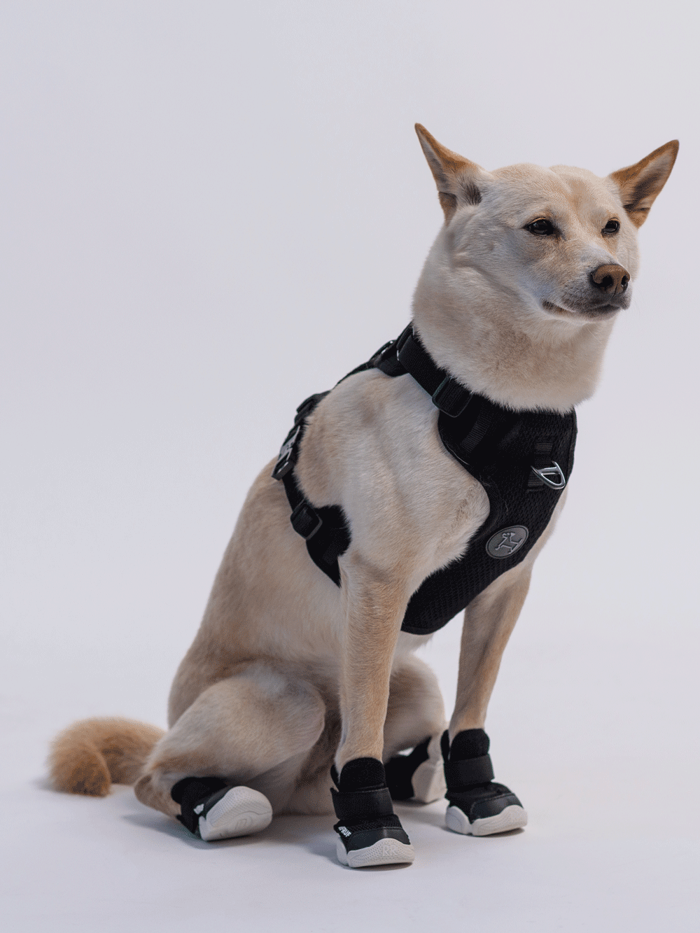 RIFRUF - Vente Bottines – chien - César 11