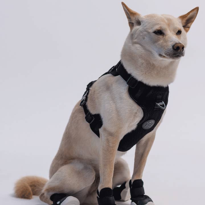 RIFRUF - Vente Bottines – chien - César 11