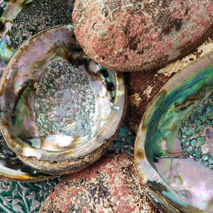 Third Eye Sage - Wholesale Smudge Plate - 🐚✨Abalone Smudge Bowl (Large 5–7 Inch) – Sacred, Stylish, and Spiritually Powerful 🌿🌊1