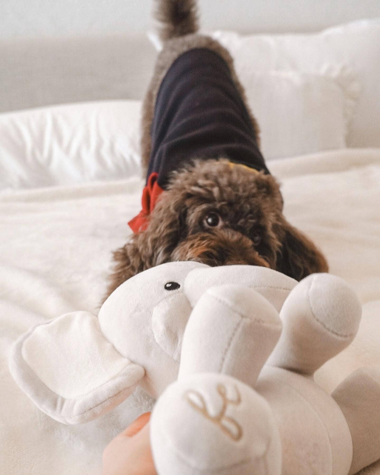 Fur Elise Pets - Wholesale Pet Plush Toy - Dog - Ella Plushie9