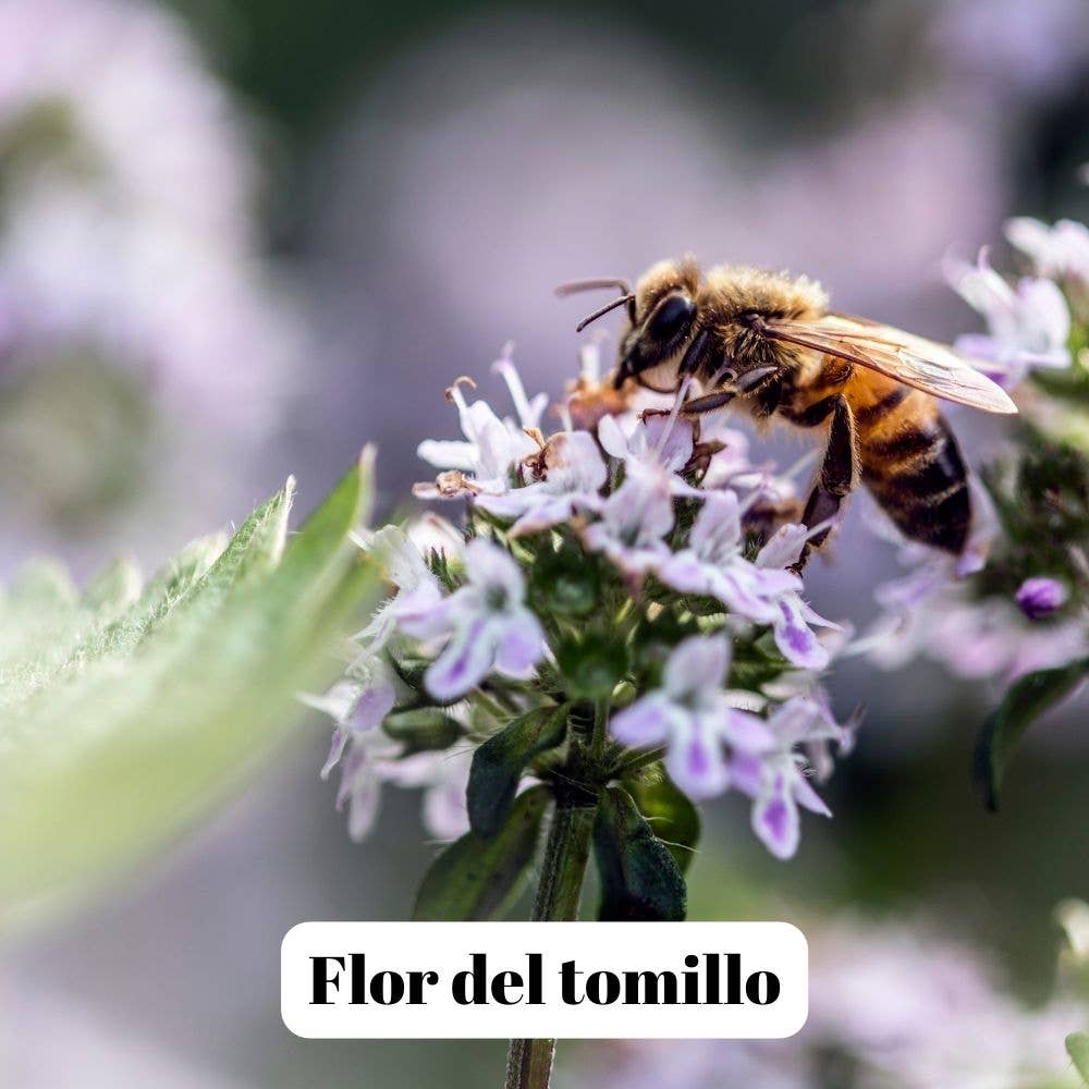 L'ABELLA MIEL - Wholesale Honey - L'Abellamel Thyme Honey 3000G2