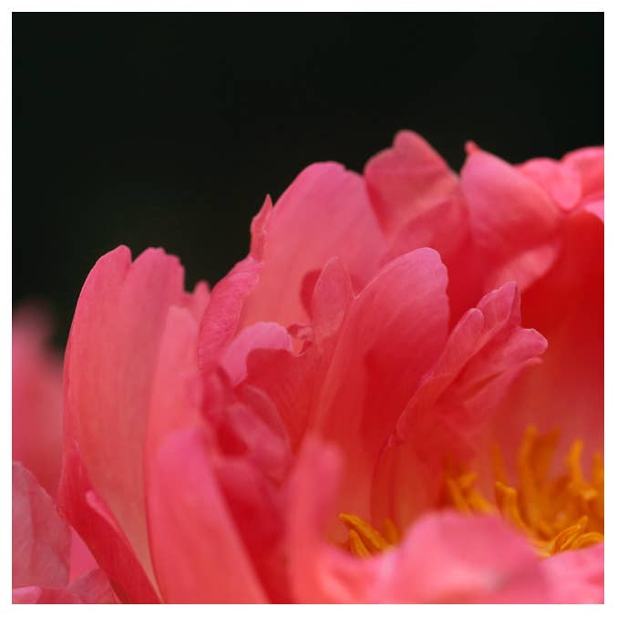 Photographie d'art fantaisie et libre pour la vente par Alicia Bock Print Shop