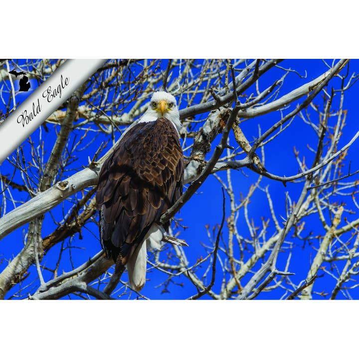 Bald Eagle in Tree | Postcard for wholesale by Phil Stagg Photography