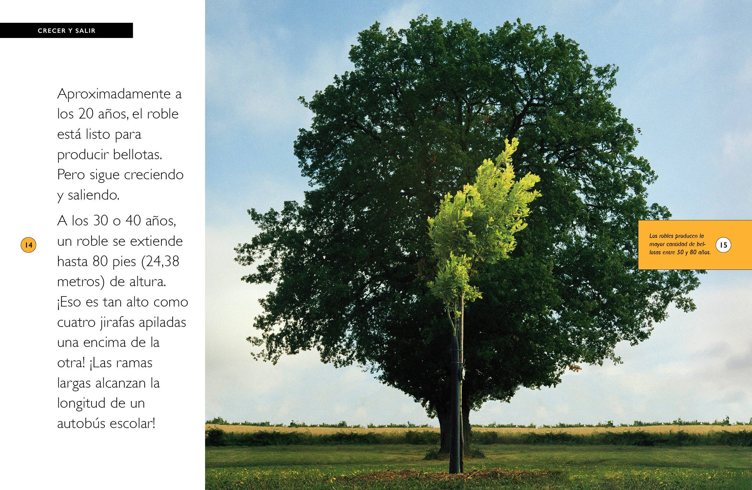 The Creative Company - Wholesale Nature & Outdoors Book - Los robles3