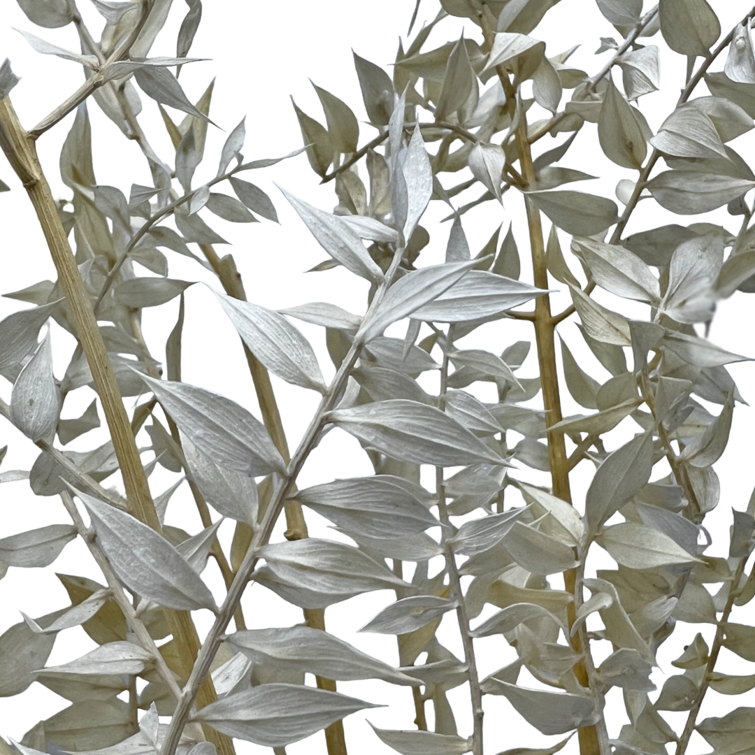 2626 Designs - Vendita all'ingrosso Piante artificiali - Ruscus conservato lungo 56-61 cm15