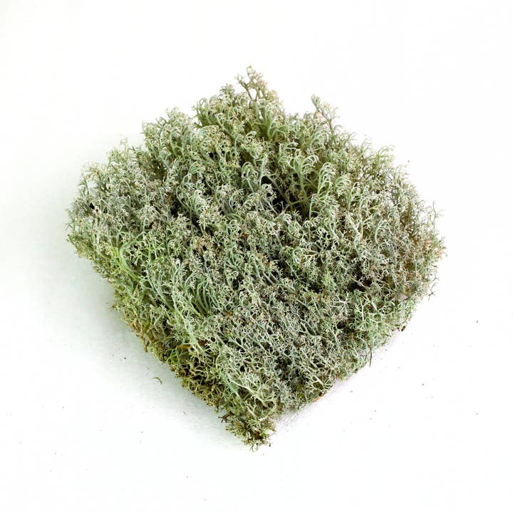 Mossify - Wholesale Live Plant - Lichen Moss (Cladonia Rangiferina) - Live Moss /Dormant Moss