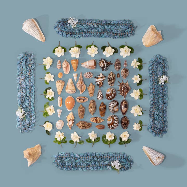 Shellabrate - Coleção de 22 de outubro por atacado de Lola Pilar Hawaii