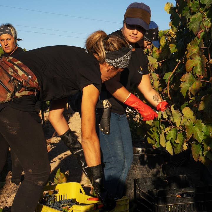 Der Schwarze Sekt - Wholesale Red Wine - Primitivo di Salento IGT| Patu2