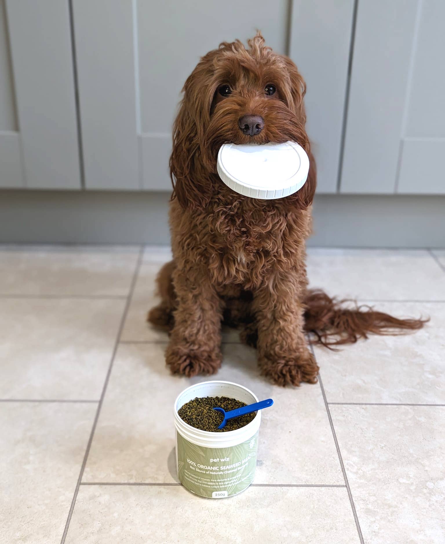 Pet Wiz – wholesale Pet food – Dog – 100% Organic Seaweed Meal7