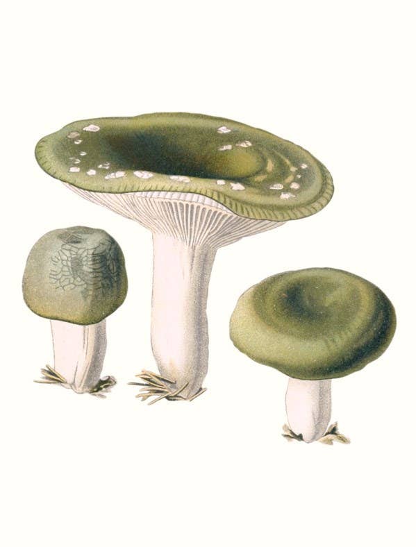 W. W. Norton - Wholesale Nature & Outdoors - Mushrooms13